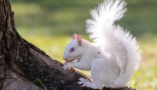 White albino squirrel chewing a nut on tree trunk