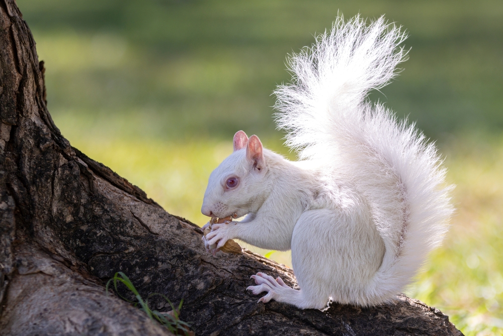 White albino squirrel chewing a nut on tree trunk