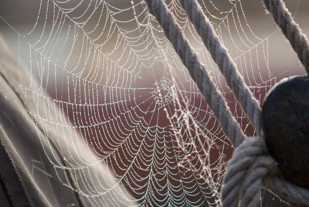 Spiderweb on boat