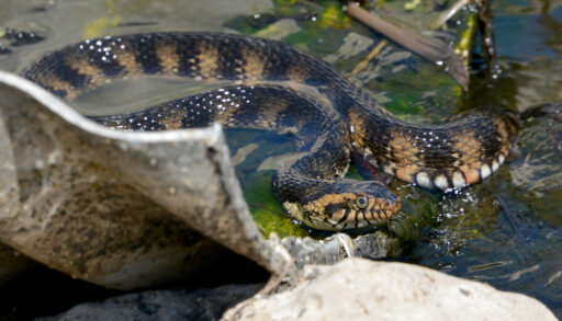 Water snake on metal surface
