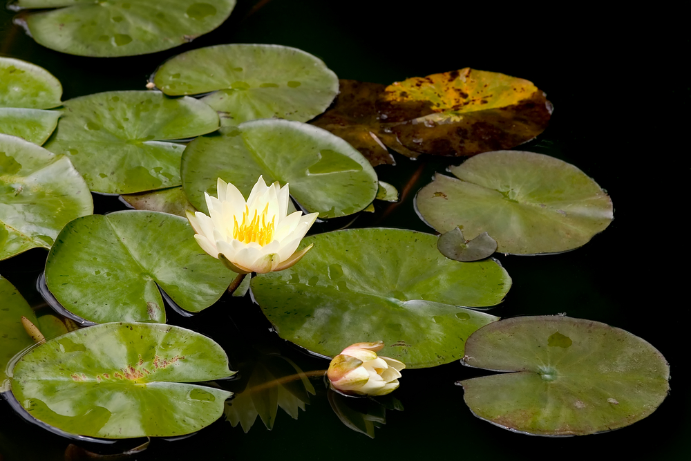 Water lilies in pond
