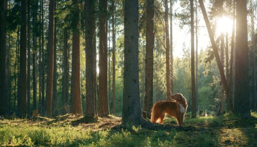 Dog near tree in forest