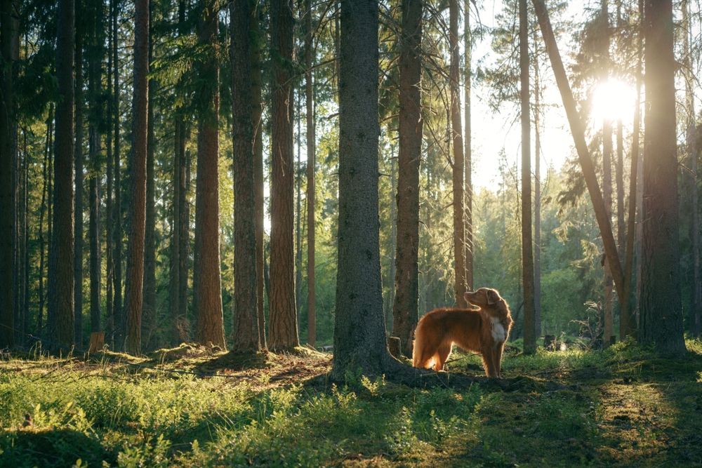 Dog near tree in forest