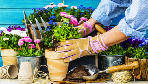 Gardner placing a flowers into a pot