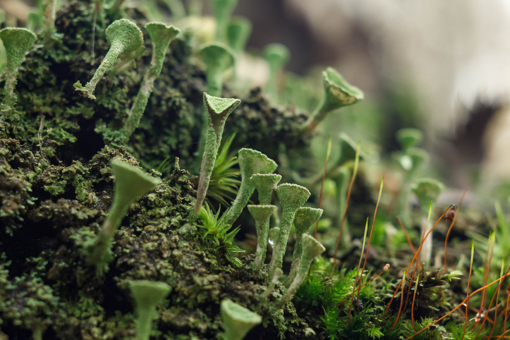 Close-up of moss and lichen