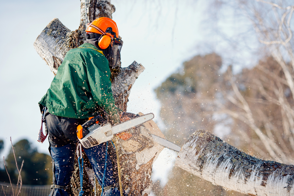Man cutting down tree