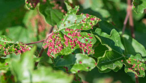 Maple tree leaves with spindle gall growths.