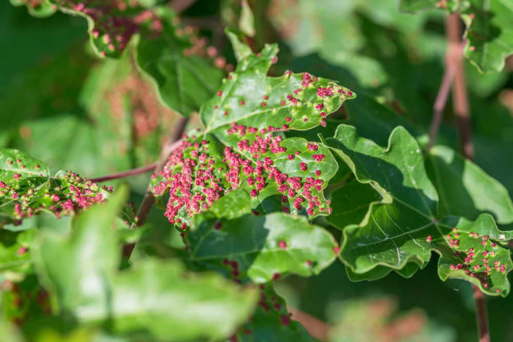 Maple tree leaves with spindle gall growths.