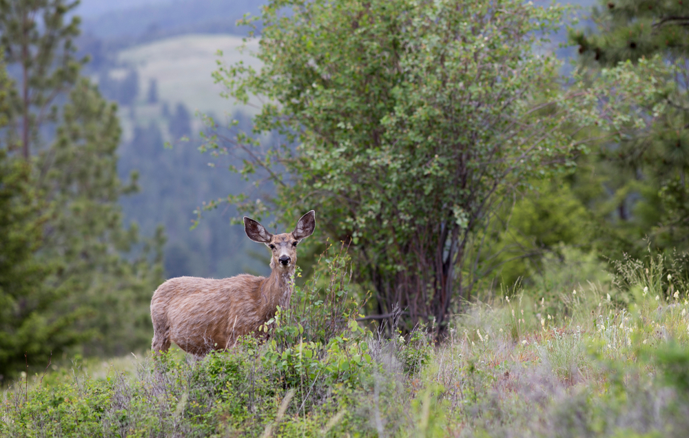 A young mule deer standing in a green field next to a tree.