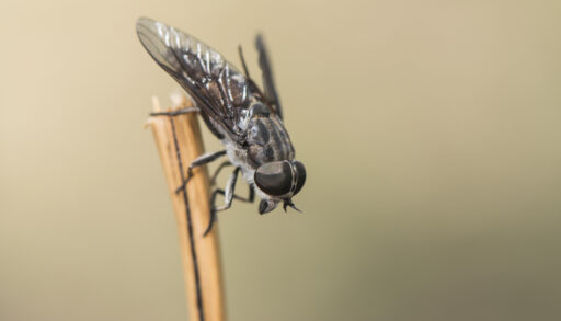 Close-up of a horsefly on a stick.