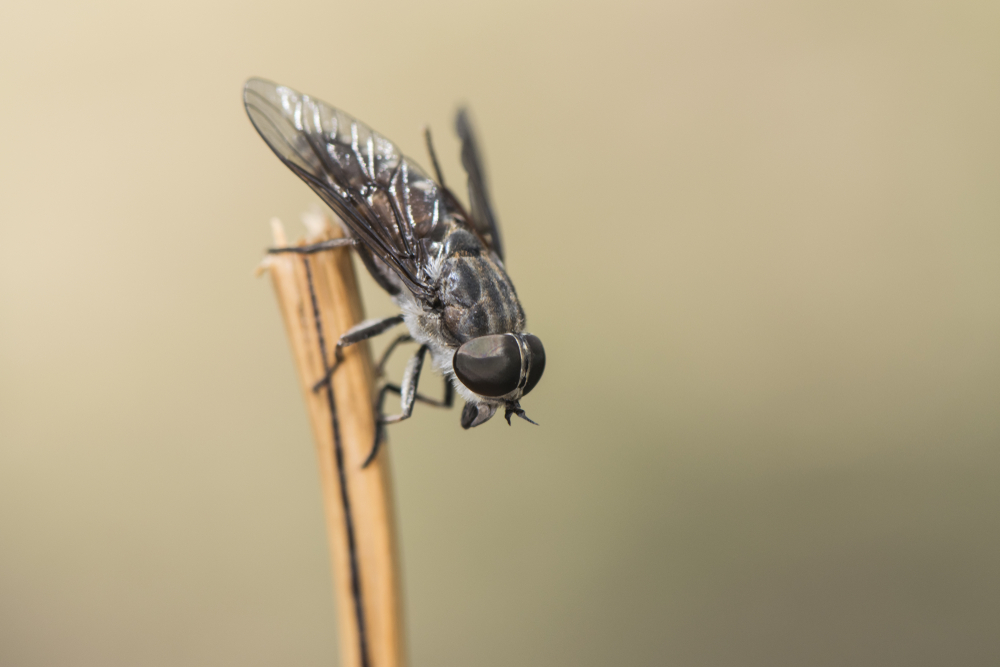 Close-up of a horsefly on a stick.