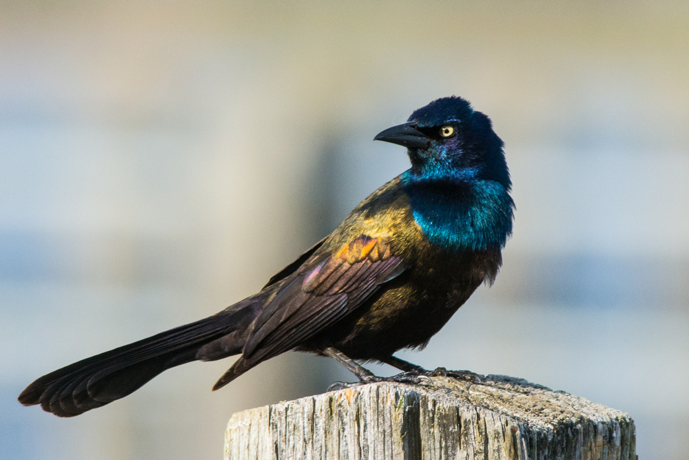 Close-up of a Common Grackle perched on a fencepost.