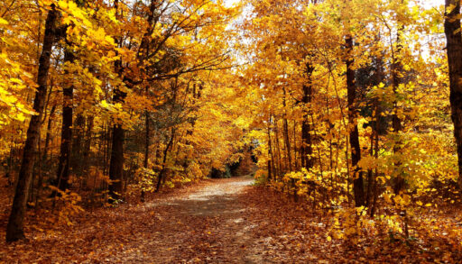 Sun shining through a forest in autumn.