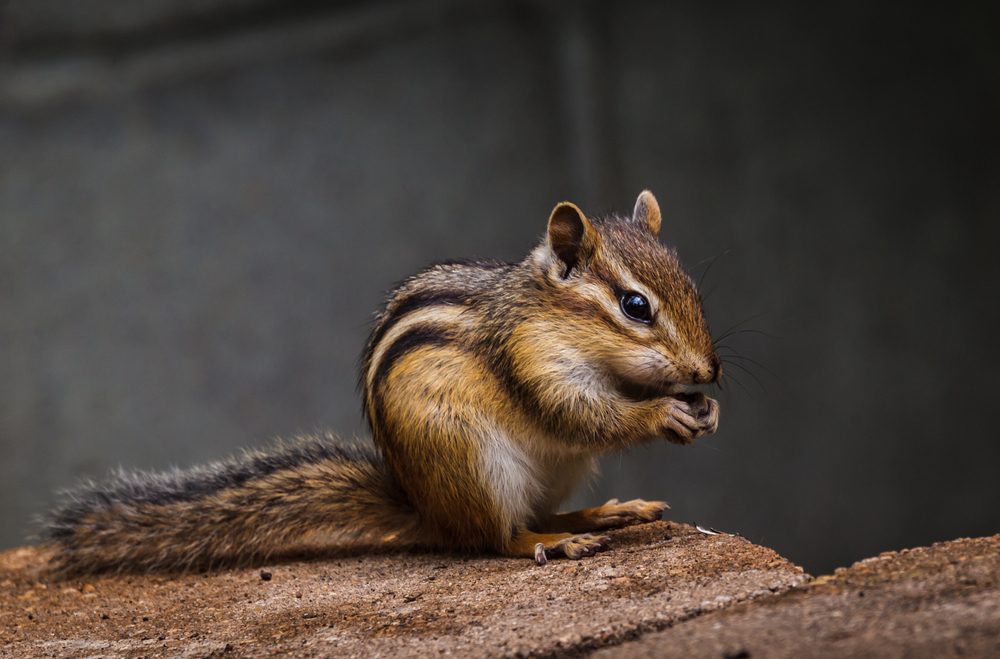 Chipmunk sitting on wood holding food.