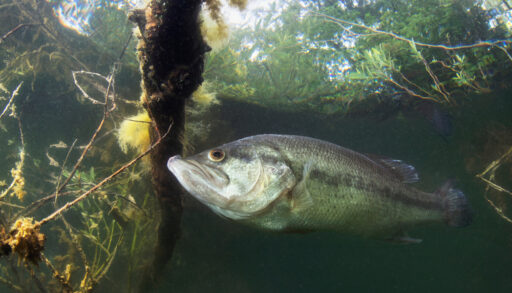 Close-up of a largemouth bass underwater in a lake.