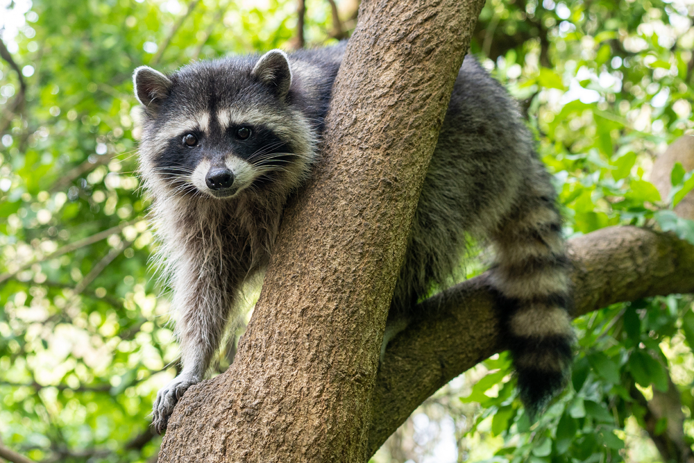 Raccoon perched in a tree covered in green leaves.