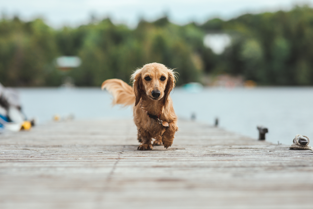 Weiner dog walking on a cottage dock.