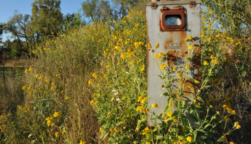 A rusting, grey utility box in a field of yellow flowers.