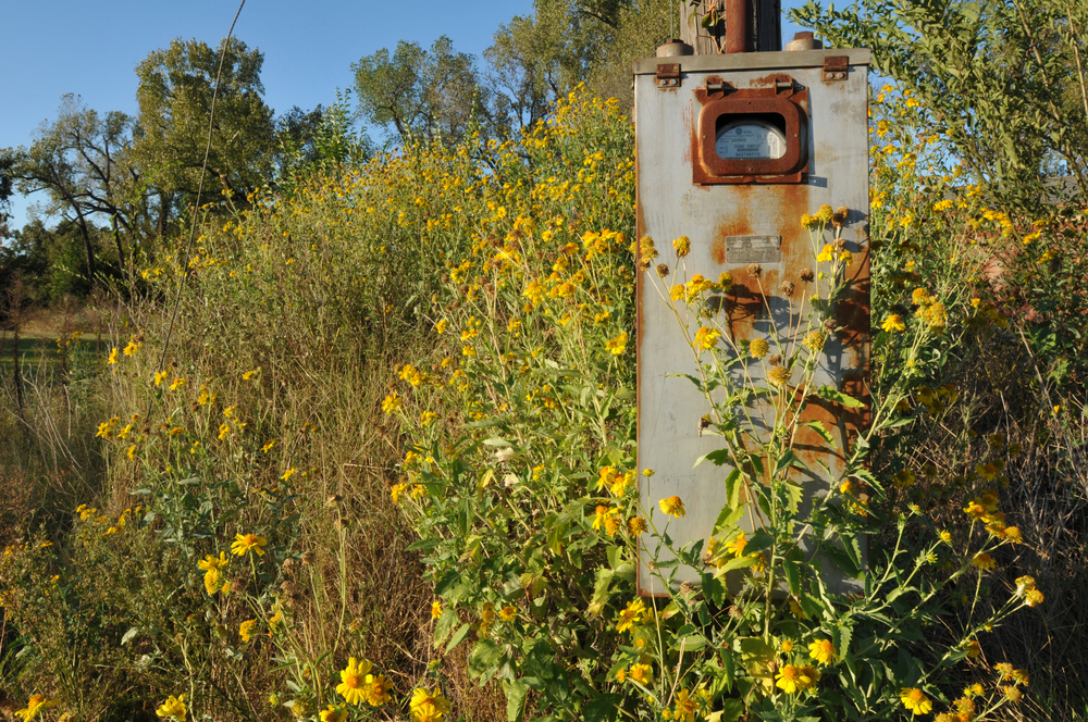A rusting, grey utility box in a field of yellow flowers.