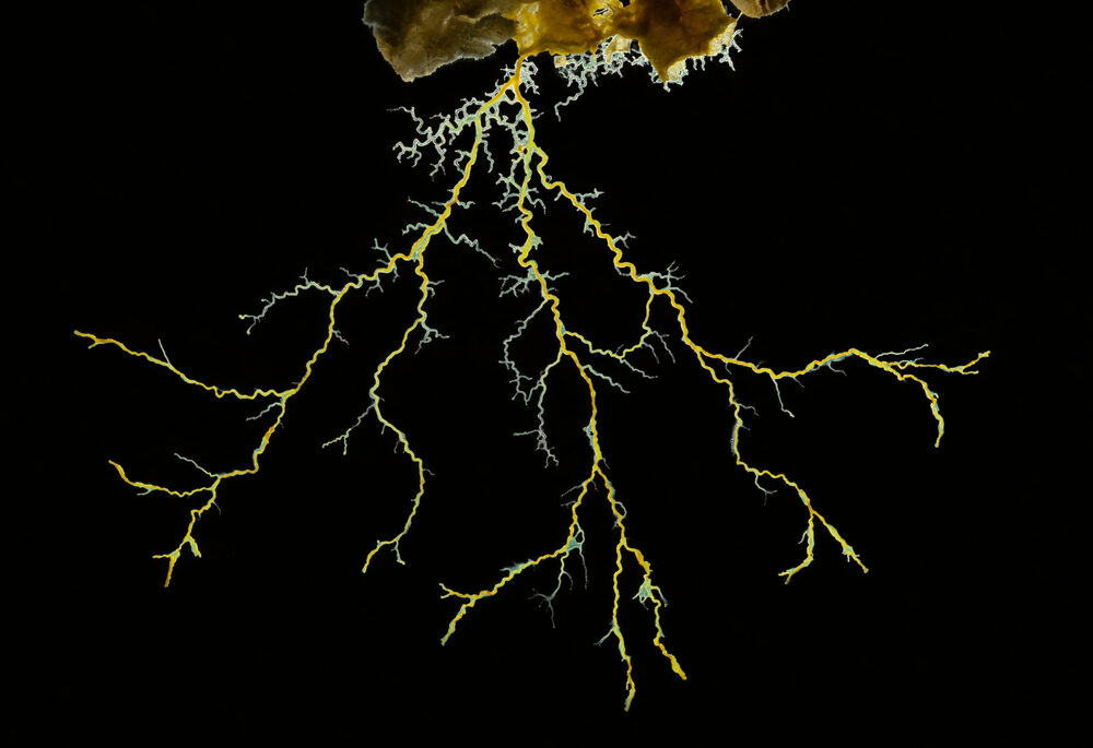 Close-up of yellow mould