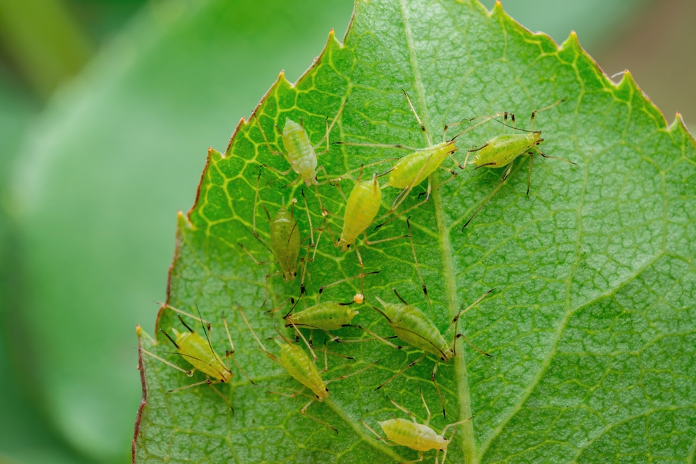 Close-up of green aphids on a green leaf.