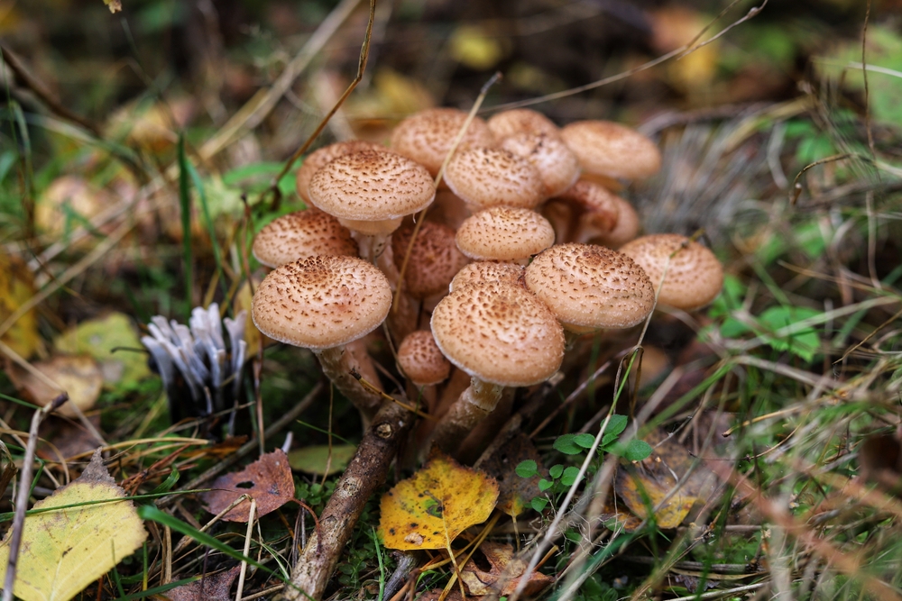 Close-up of Armillaria mellea mushrooms growing at the base of a tree.