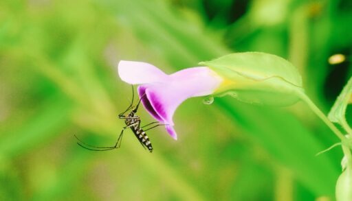 Male Aedes mosquito drinking nectar from a flower.