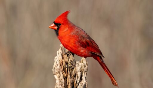 Close-up of a male Northern Cardinal perched on a log.