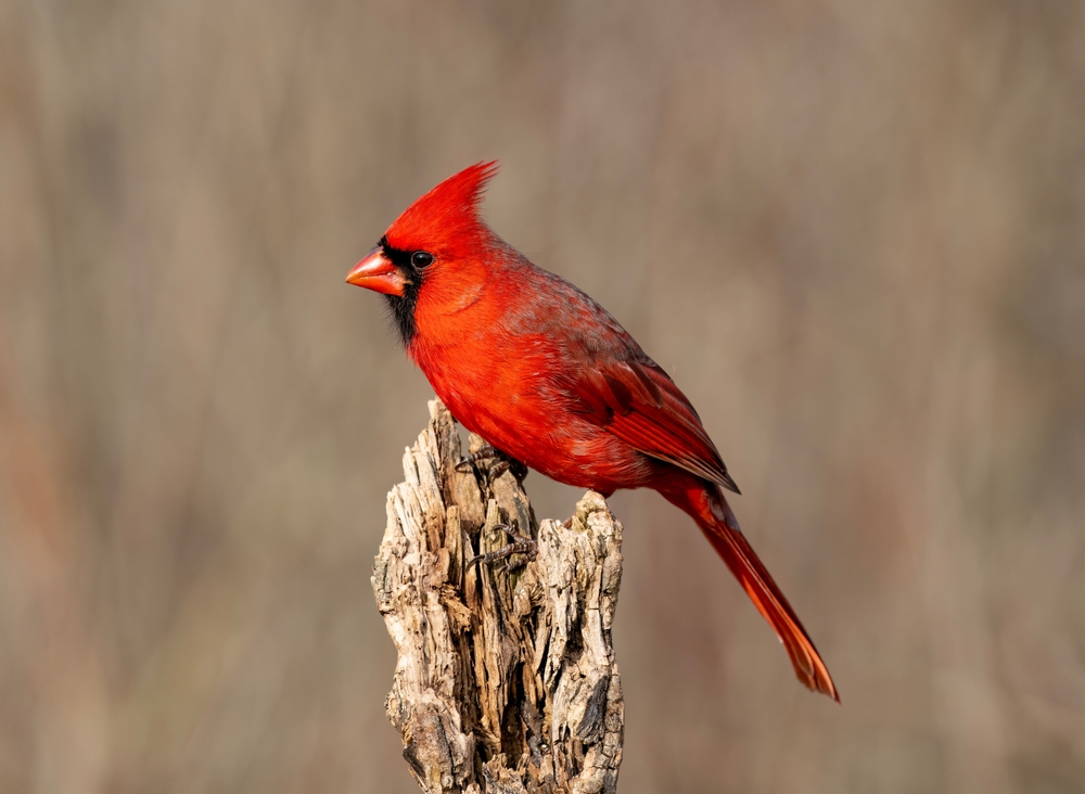 Close-up of a male Northern Cardinal perched on a log.
