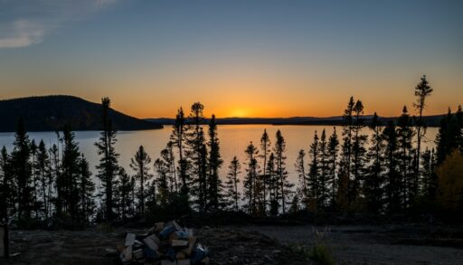Black spruce trees silhouetted against an orange sunset.