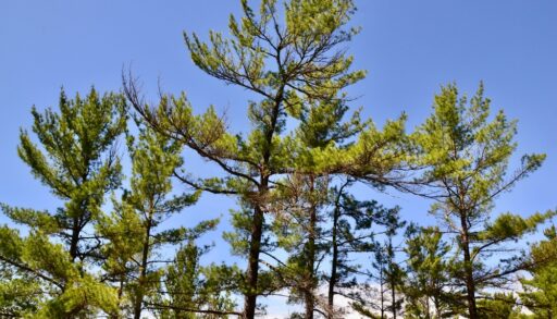A group of Eastern white pine trees against a blue sky.