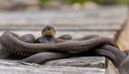 Brown northern water snakes lay on a dock.