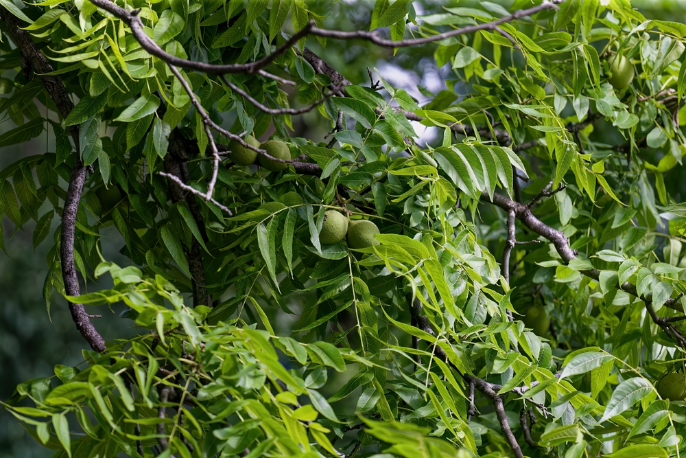 Close-up of green black walnuts growing on a black walnut tree.