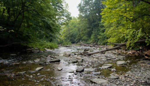 Shallow creek in the summer
