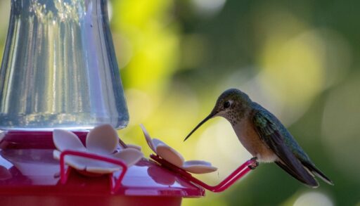 Hummingbird drinking nectar from feeder
