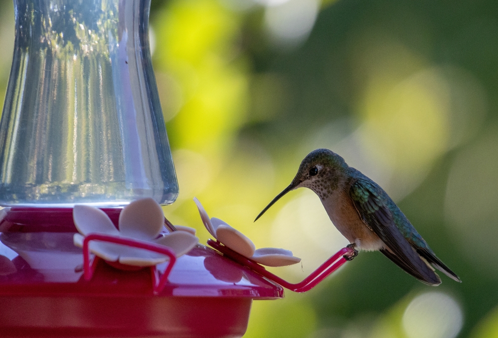 Hummingbird drinking nectar from feeder
