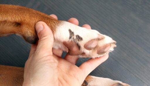 Person holding a dog's paw with tree sap on it.