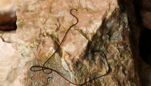 Black horsehair (Gordian) worm on a rock.
