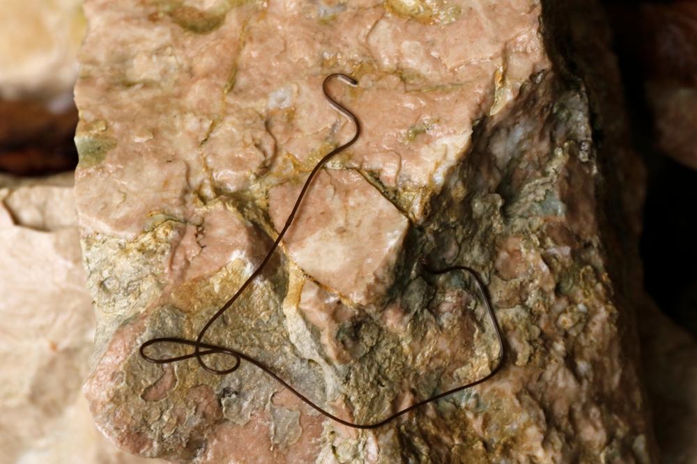 Black horsehair (Gordian) worm on a rock.