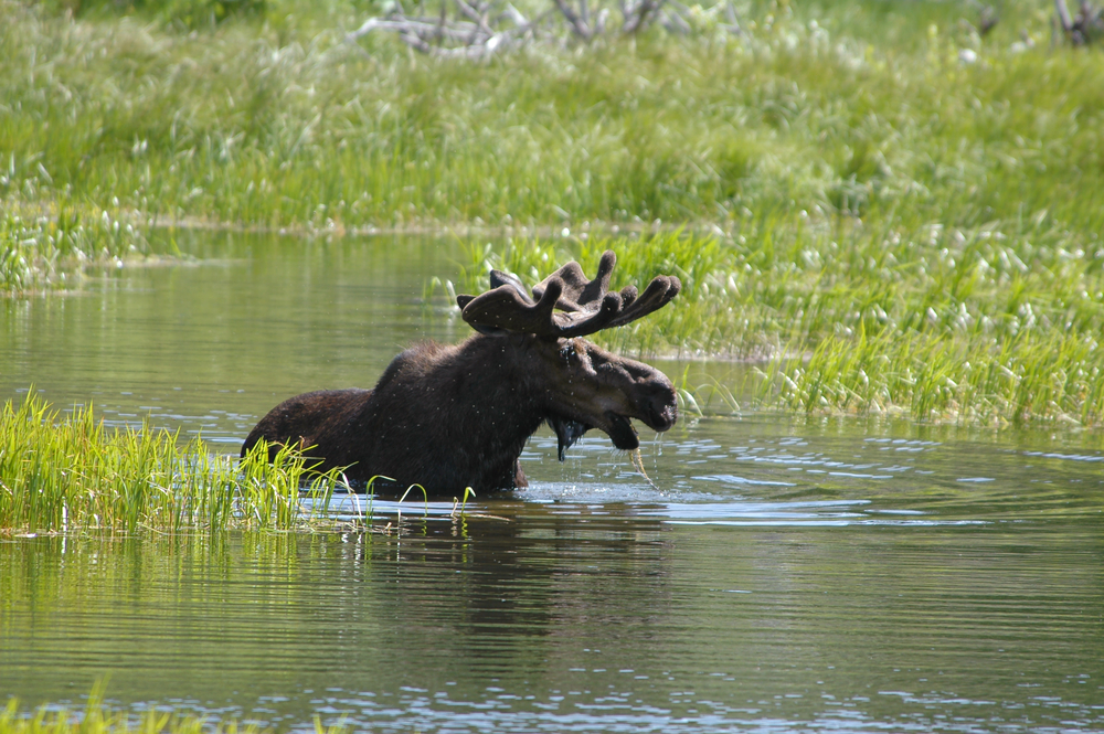 Moose drinking from lake