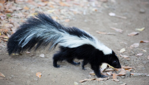 Skunk