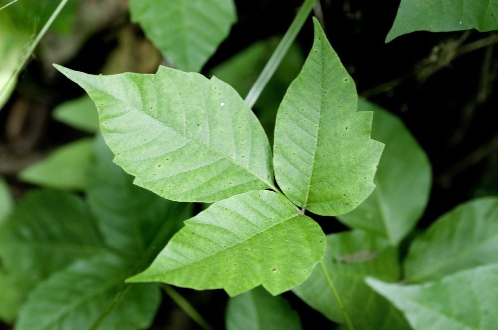 Close-up of poison ivy leaves.
