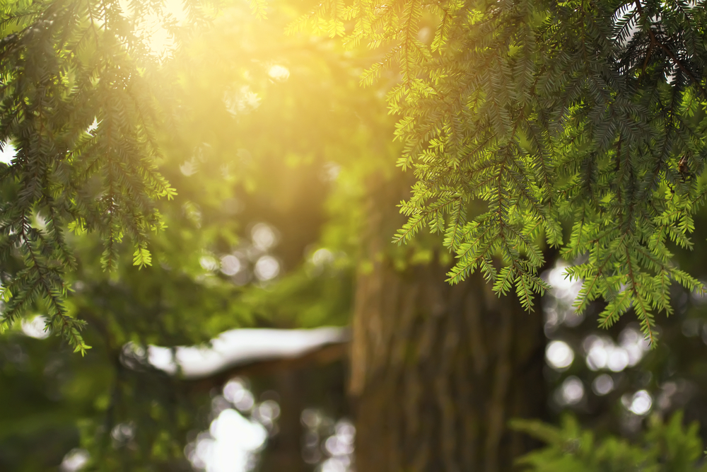 Close-up of needles on a hemlock tree with light shining through them.