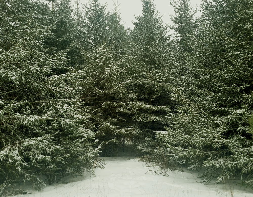 Balsam fir trees in winter.