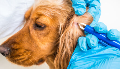 Person wearing latex gloves and using tweezers to remove a tick from a dog's ear.
