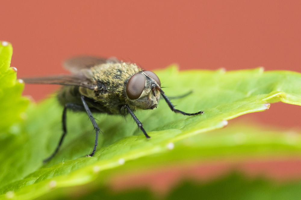 Close-up of a grey cluster fly on a green leaf.