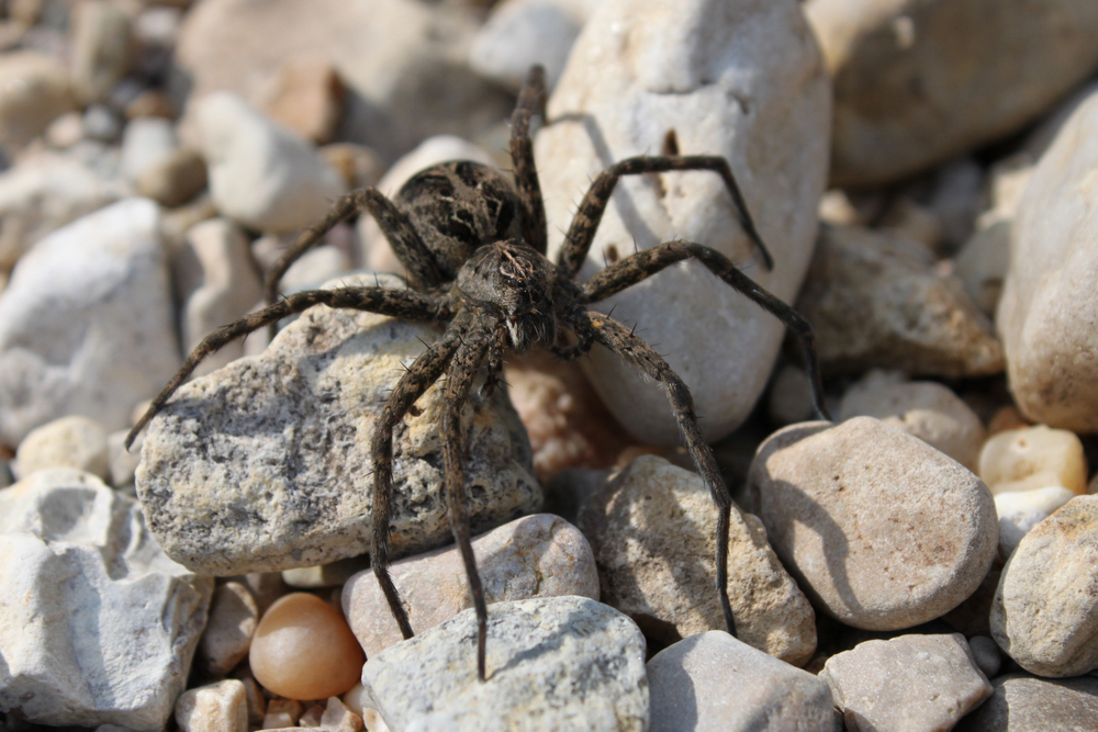 Dark fishing spider (Dolomedes tenebrosus) on stones in a creek.