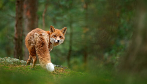 Close-up of a fox in a green forest.