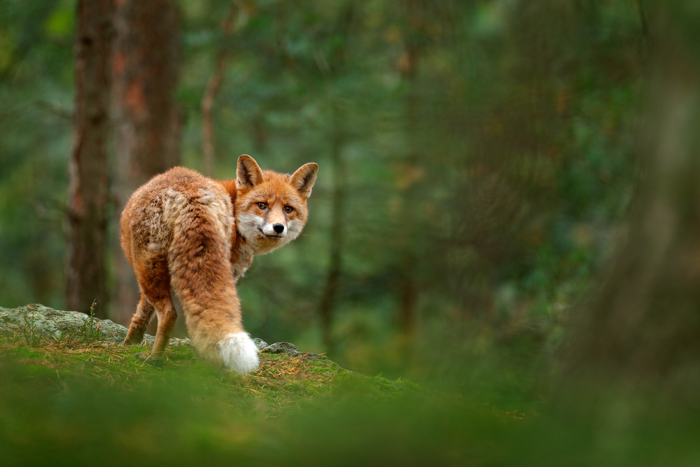 Fox in forest