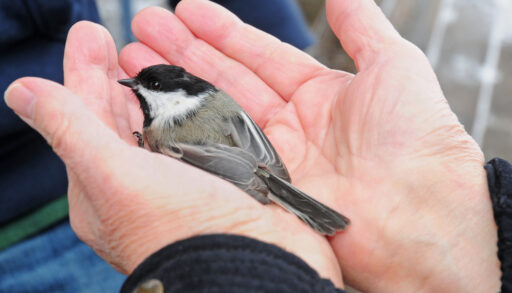 Close-up of hands holding a black-capped chickadee in preparation for banding.